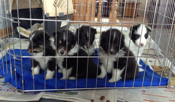 My time Windmeres Crystal blue Persuasion "Crystal" X Am/Can CH Belmark Lo and Behold, ROM, ROMC "Bode" babies Born 2/19/15
4 1/2 wks old