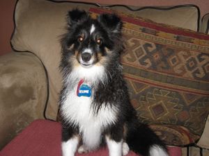"Klink" A "Crystal" and "Bode" puppy owned by the Gerber family