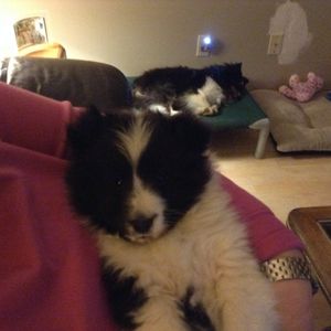 "Tippy" a "Party" x "Nitro" baby snuggling with new owner Eileen