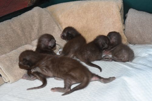 ALL 5 of the New Brownies!!