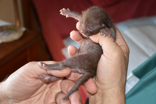 One of the New Starz; 4 days old!!