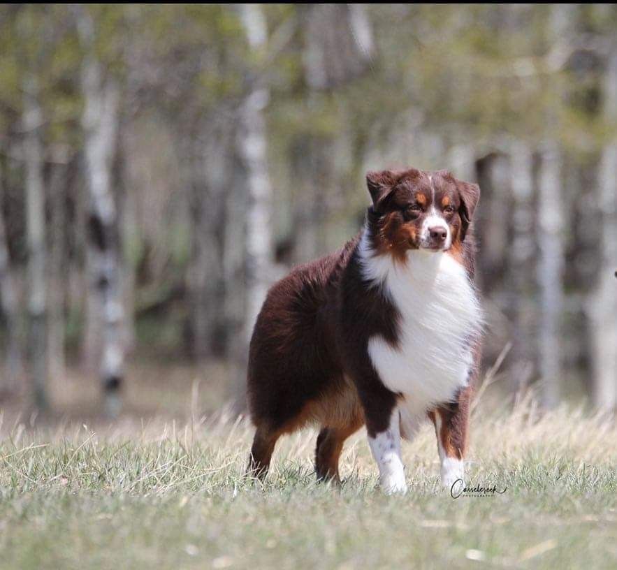 Can. GCH. LK Michigan's Oh It's Happening VN, AS, HIC, ITD,CGN, DNA-VP (James Dean)