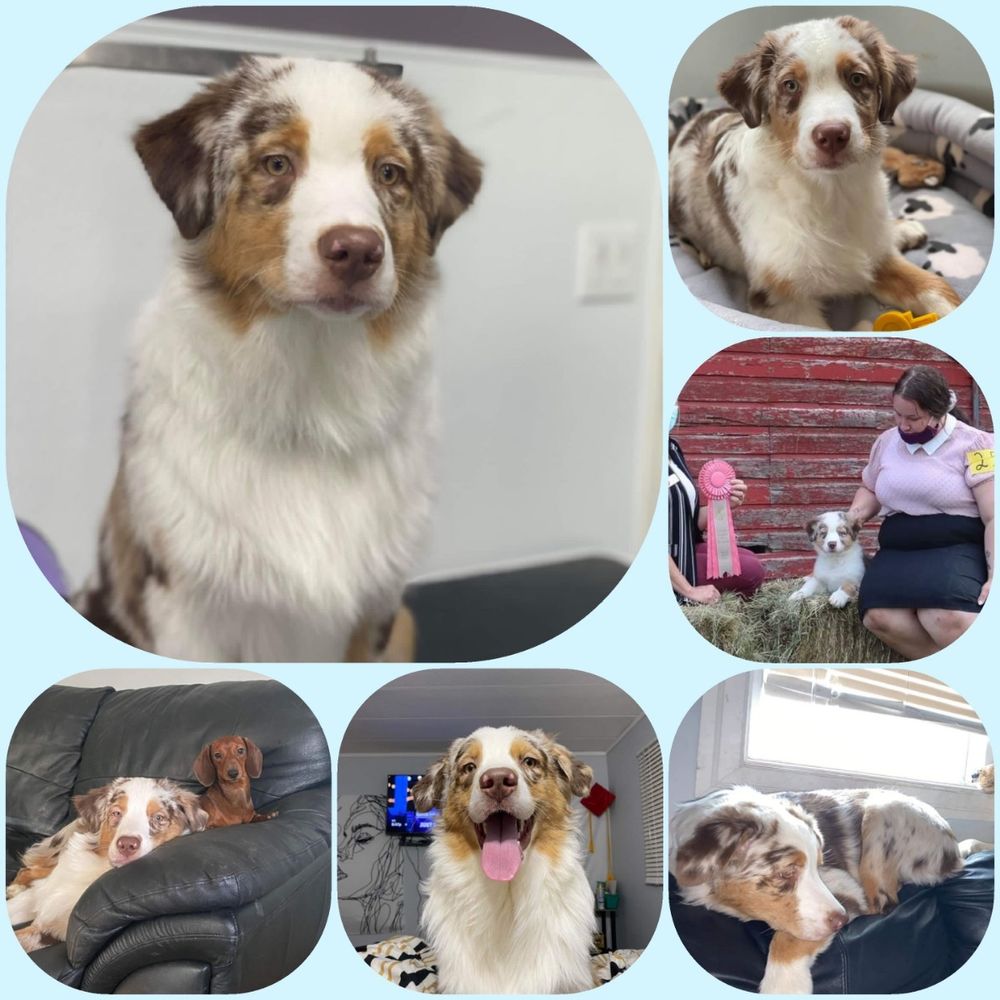Lewis is available to a performance or companion home on a neuter contract.