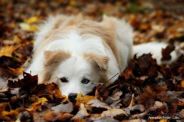 HAPPY FALL!