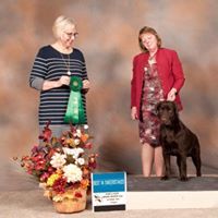 BEST IN SWEEPSTAKES Soundview's Noble Heir to MyKiss (Noble) just shy of 9 months old from the IPLRC Specialty and Sweepstakes Show. Saturday, October 6, 2018. Chilliwack, BC Owners - Candice Little ( Tchesinkut Labrador Retrievers) Tamaria Hartman ( MyKiss Labradors ) Judge - Mrs Marlys Swanson (Artesian Labradors) Congratulations!