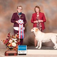 BEST IN SPECIALTY BISS MBISSweeps GCH Sweetwater Amber Haze O'er Tchesinkut (Hazel) IPLRC Specialty Show Saturday, October 6th, 2018 Chilliwack, BC Owners - Candice Little ( Tchesinkut Labrador Retrievers) Robin McBain ( Sweetwater Labradors) Judge - Mrs Denise Branch (Bluesouth Labradors) Congratulations!
