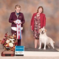 BEST IN SPECIALTY BISS MBISSweeps GCH Sweetwater Amber Haze O'er Tchesinkut (Hazel) IPLRC Specialty Show Saturday, October 6th, 2018 Chilliwack, BC Owners - Candice Little ( Tchesinkut Labrador Retrievers) Robin McBain ( Sweetwater Labradors) Judge - Mrs Denise Branch (Bluesouth Labradors) Congratulations!