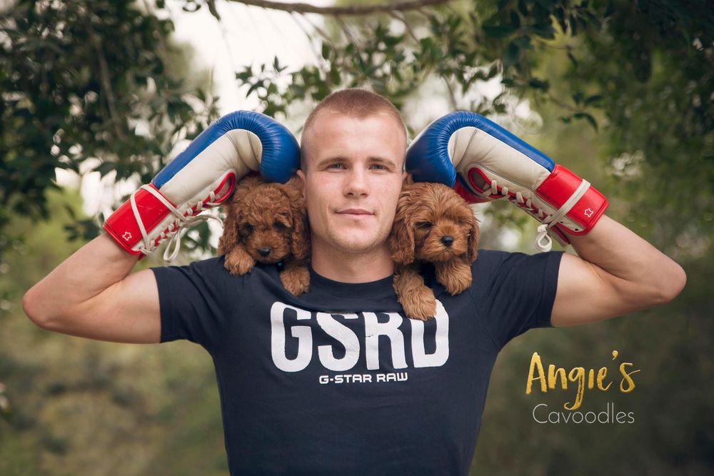 Australian & World Youth Boxing Champion, Liam Wilson steps out of the ring for a cuddle with some of our puppies