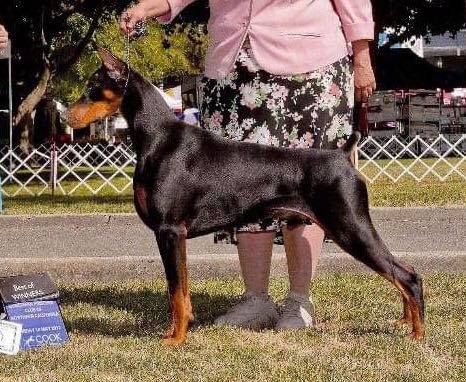 BISS GCH. Foxfire's Seaside Heights CGC "Hampton"