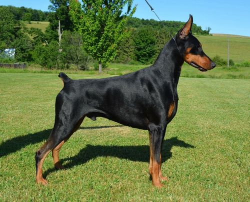 U-BIS URO1 AKC GCH/UKC CH/Can Ch Denmar's Dream Quest For Purple & Gold RN CA CGC TKN "Quest"