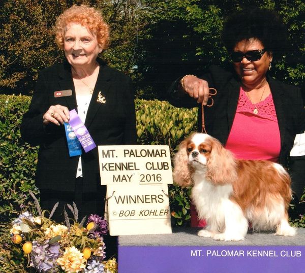 AKC JUDGE MS. CECILIA RINGSTROM 5/2016