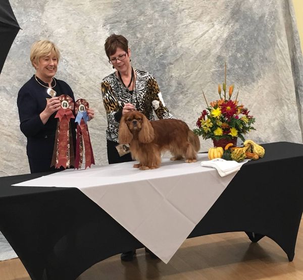 CKCSC-USA & AKC GCHB Kabaret Million
Special Thanks to Renee Wise, Chris Meager, Kimberly Hess and Lexi Scholtt for taking special care of our baby.