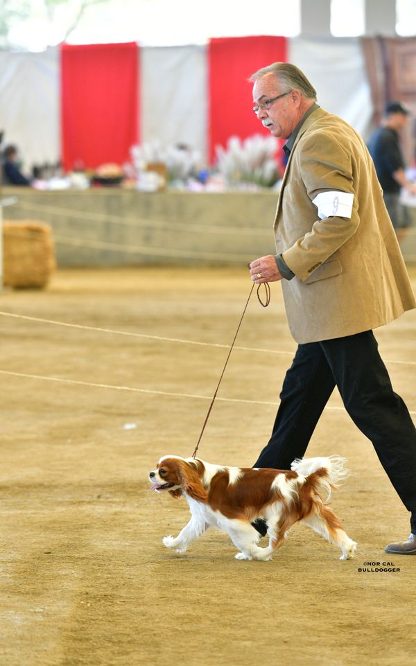 Diesel moving in the ring with Ted Crawford of Coffordcourt Cavaliers. “Way to go Ted”