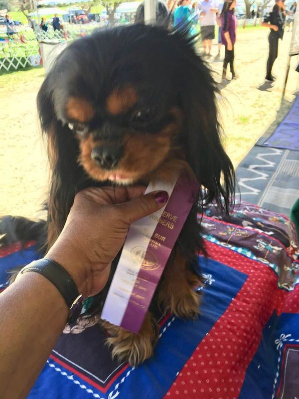 Kabaret Zeus RWD and Del Sur Kennel Club under Brain Meyer