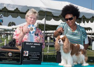 CKCS of Southern California - 5 pt Major uinder Judge Jeenie Monford