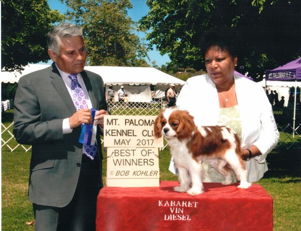AKC JUDGE JOHN C. RAMIREZ 6-9 Puppy..
“Not another owner-handler with their special blanket... “