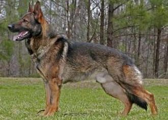 Working Line German Shepherd dog