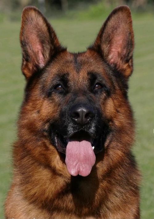 German Shepherd stud