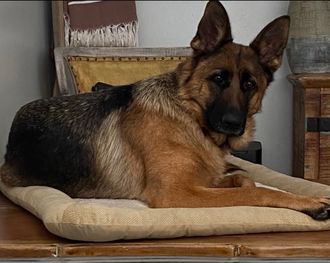 German Shepherd dog