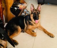 WGSL German Shepherd