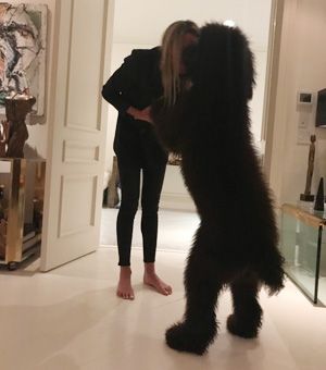 GUARDED LUCK STANDARD POODLE