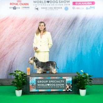 AM CH CZ CH NL CH September 2019 CH Rozrazil Hamentashen Champion of Netherlands, Czech Republic, Winner of Best of Opposite World Dog Show 2018 in Amsterdam, Best Puppy at Montgomery ACTFA Nationals, Best of Winners at Montgomery ACTFA Specialty Owned by Julie Gritten and Richard Cotter