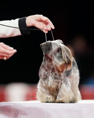 CH Julerr 's Dream A Little Dream Award Of Merit at the Westminster Kennel Club Show February 10, 2020 in NYC Breder Owner Handler Julie Gritten and Richard Cotter