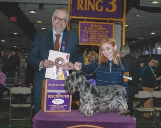 GCH Maruska Na Amaximis of Cesky Dreams Best of Breed WKC 2019 Owned by Barbara and Lonny Hopler