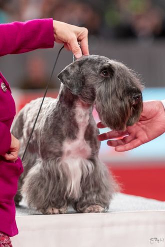 AKC National Championship Best of Breed in Orlando, 2019 GCH Julerr's Akvavit Avante OJ AX NF CA BCAT CGC TKN FDC AKC National Championship BOB 2017 Owned By Ginger Robertson & Hnadled By Janet Rahn
