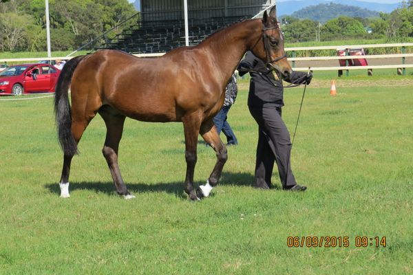 Cherox Houdini...27 years next birthday, at the 2105 Nthn Rivers 'A' Premier Arabian Show, looking OK for his age!