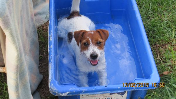 Cashel..a beautiful spirited, lively girl who loves life and water! Bred by my friend Ann of Currallie....