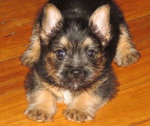 Kingston at 7 weeks