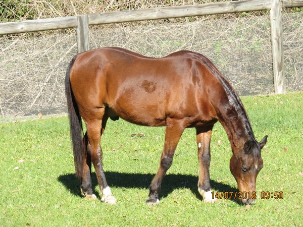 Hughie (Cherox Houdini) Pure Bred Arabian pictured here at 29 years.