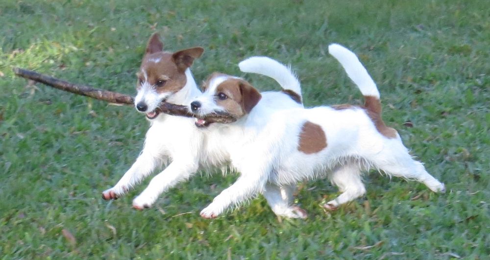 Cashel and Peggy....July 2018