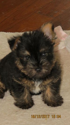 Kalinda...7 weeks