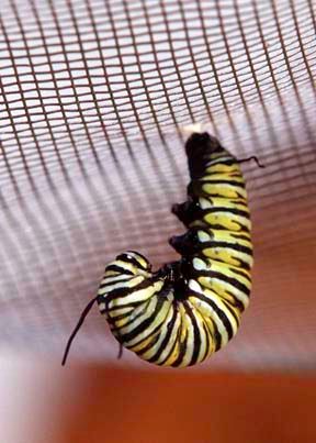 Rachel Sumner's Monarch Caterpillar J shape Nashville Tennessee
