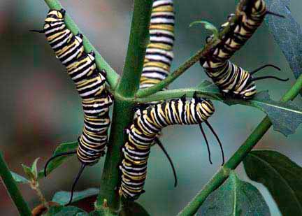 Rachel Sumner's Monarch Caterpillar Photo