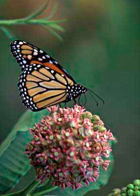 Rachel Sumner's Monarch Butterlfy on Milkweed photo