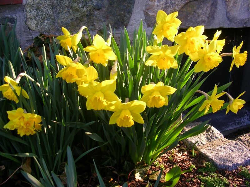 daffodils 2010