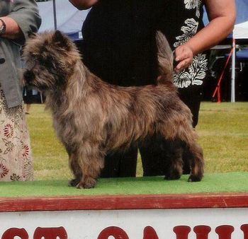 GCH Nakoa Tropical Scotch BN CD RE NAJ NAF (Tucker) pedigree.