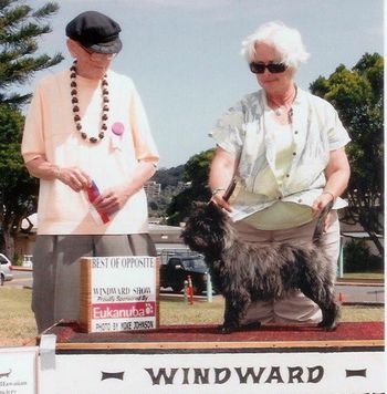 Sunny, Nakoa Celtic Sunrise at Namaka, BOS WHDFA October 2010 at 7 1/2 months with owner/handler/groomer Frances Moniz
