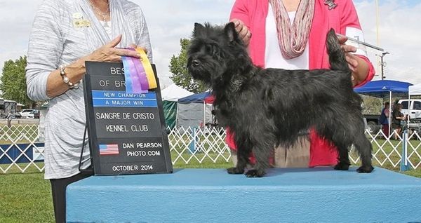New Champion Nakoa fenner's blackberry brandy, CH Fenner's Celtic ale RA NAP NJP x CH Boldoak's berry pie RE. Finished from the Bred By Exhibitor class by co-breeder Carolyn Lambert of Fennercairns kennel . This is the third champion from the litter.