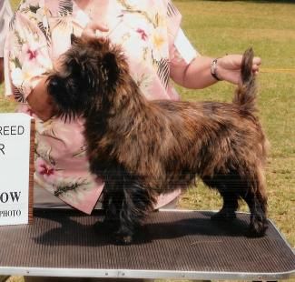 GCH Nakoa Rum Runner At Namaka (Arnie) Owner: Frances Moniz & Lisa Dangelmaier pedigree..