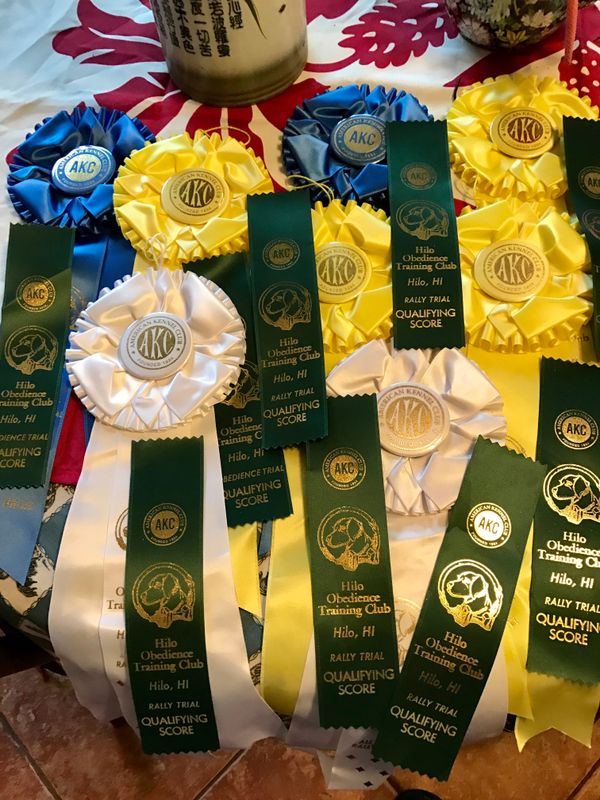 Obedience: Two qualifying scores, and two rosettes. Rally: Seven qualifying scores and six rosettes.