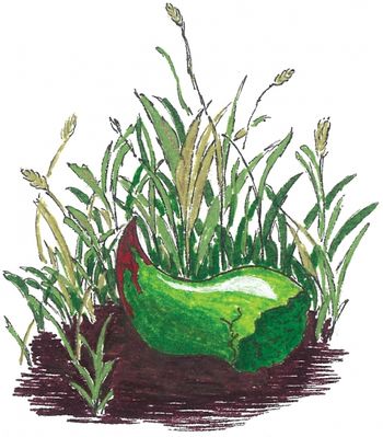 Horn In Grass Illustration (Johanna Burr, daughter) from The Dragon KIng www.thedragonking.com