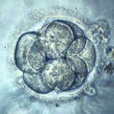 Human-embryo-cells. 