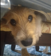 A terrier puppy standing on a bench peering out from under a low table.