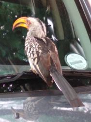 hornbill bird on the car windshield