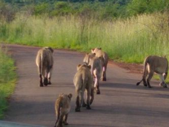 lions crossing the road