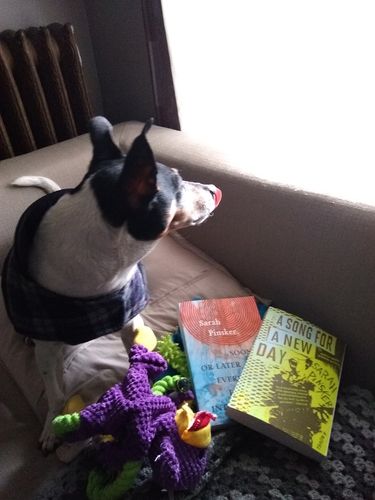 Rat terrier, and two Sarah Pinsker books: A Song For A New Day and Sooner or Later Everything Falls into the Sea